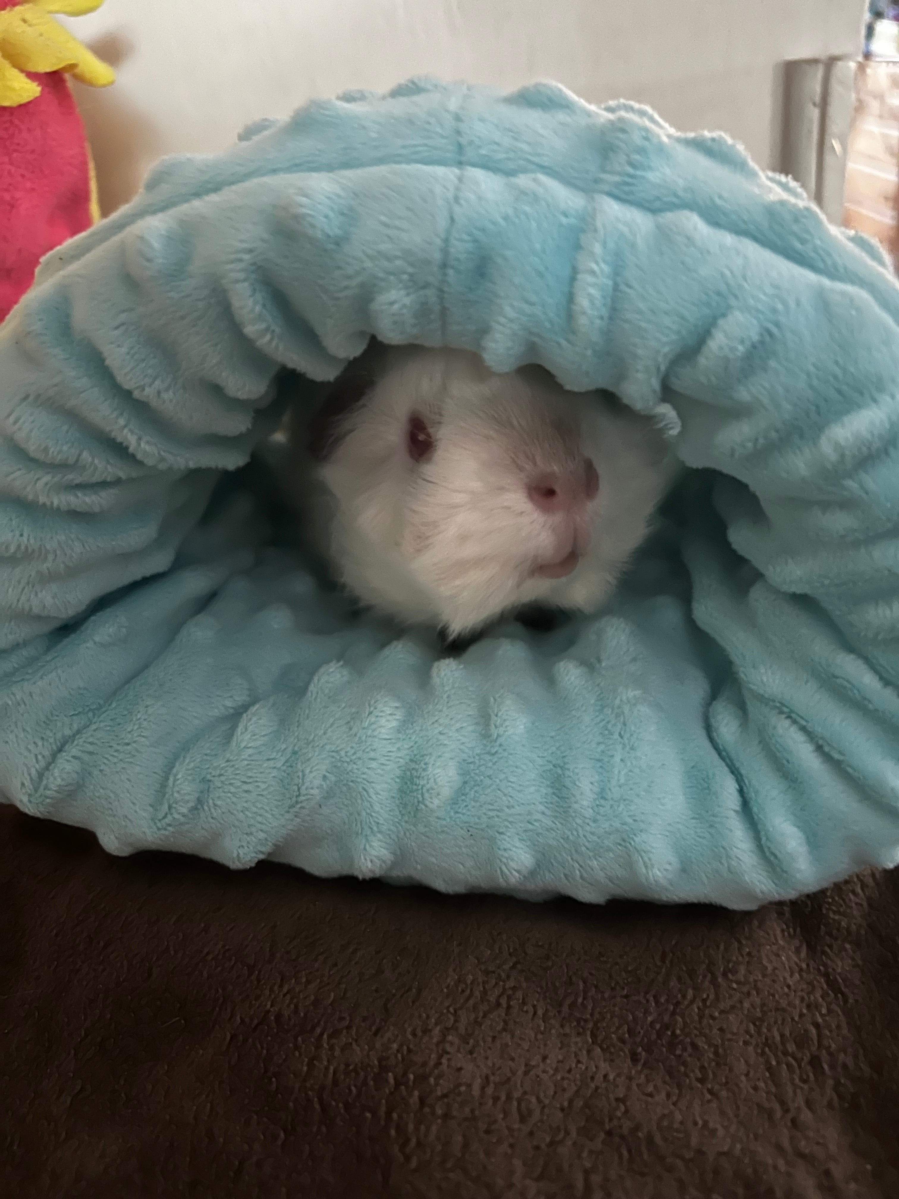 user avatar image for Amber 