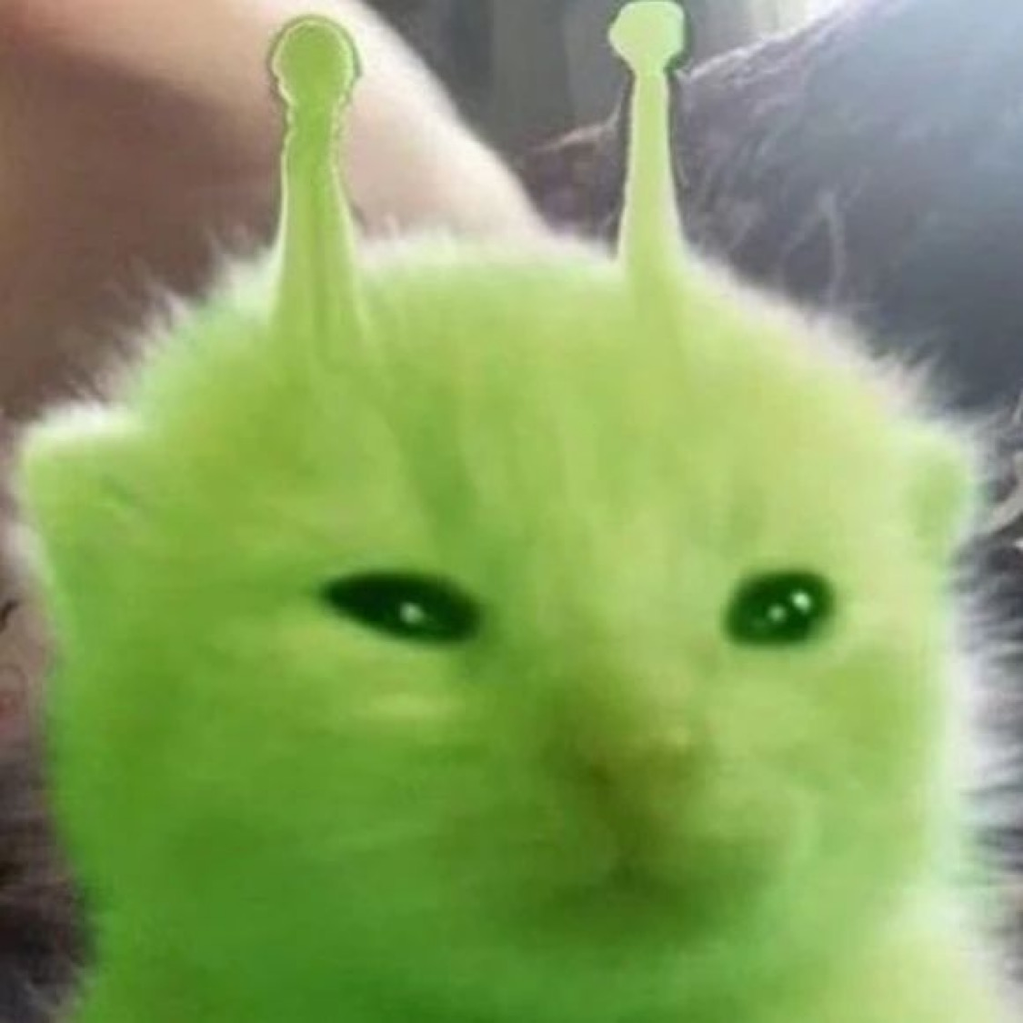user avatar image for Julian