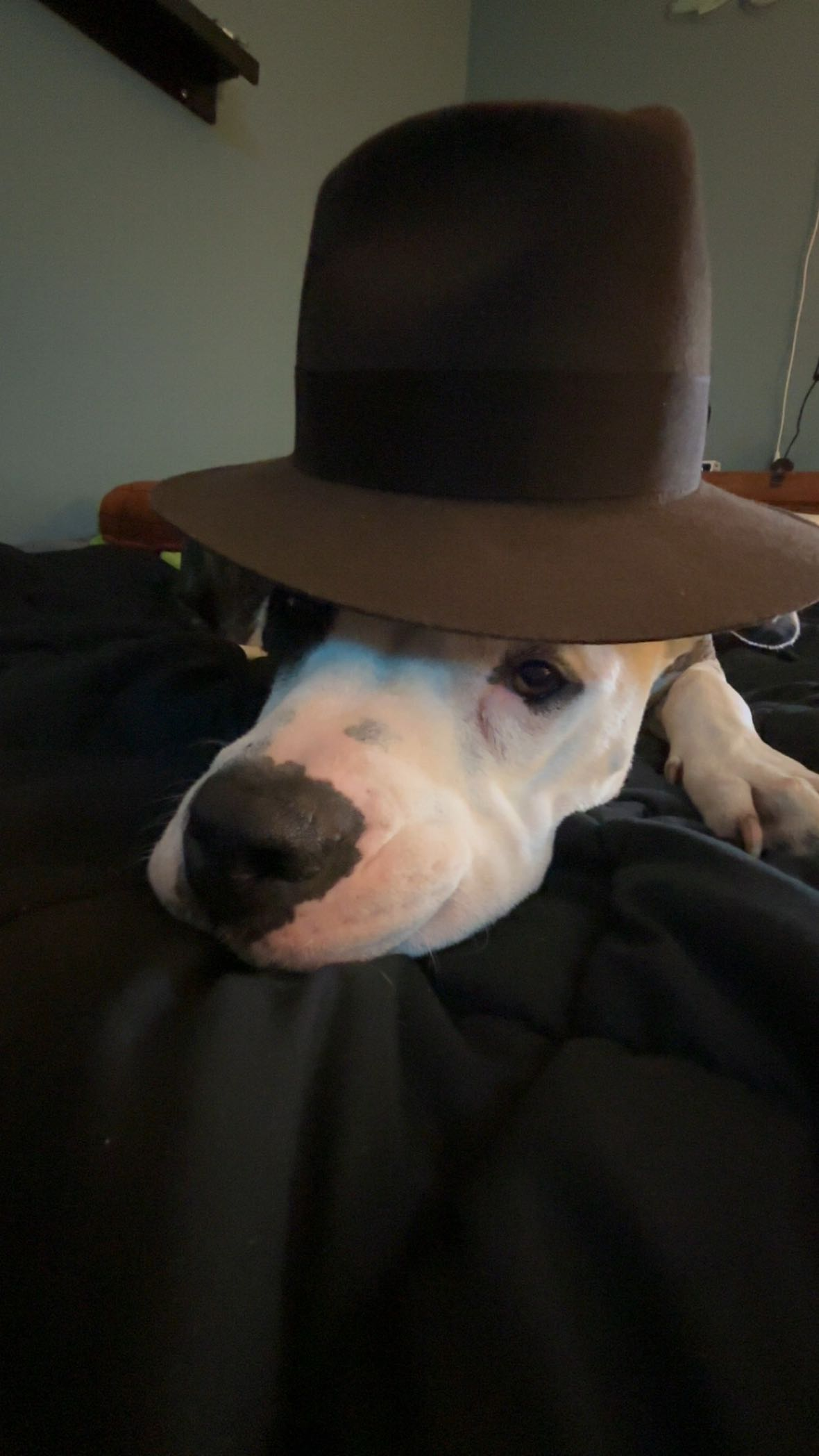 user avatar image for Spuppett