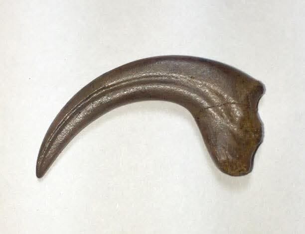 user avatar image for zk.dino.den