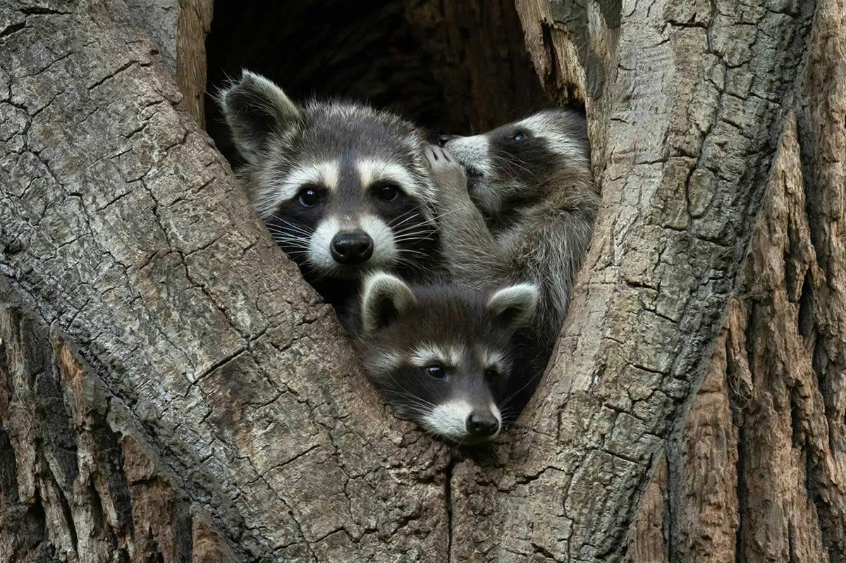 Racoon