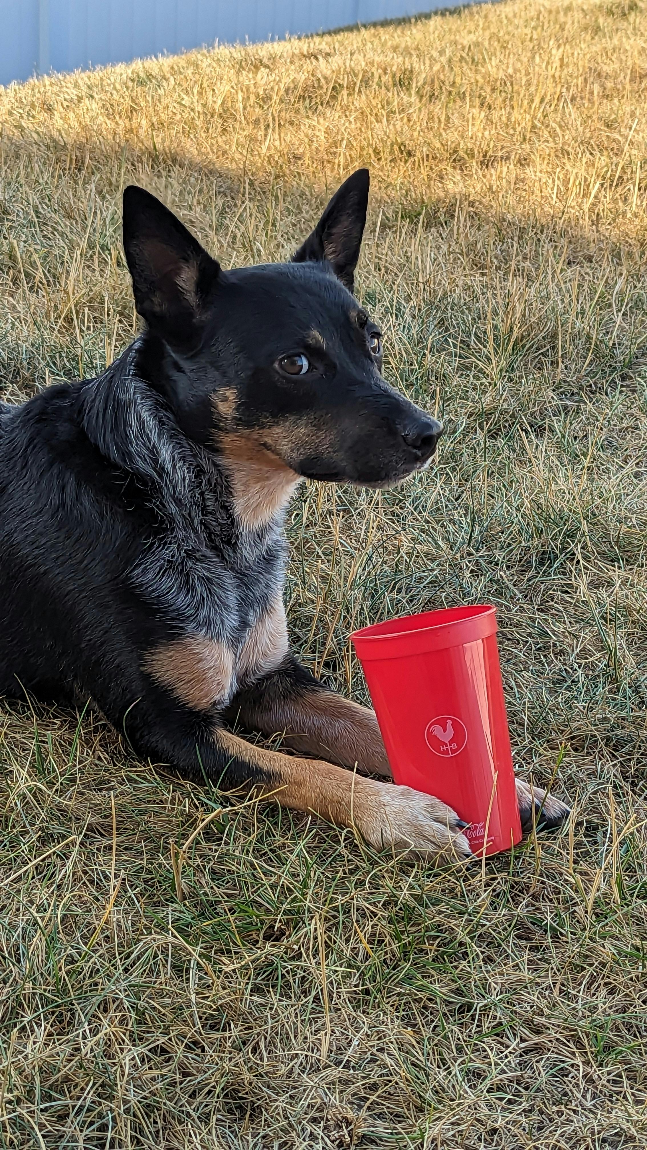 user avatar image for Devin DePaepe