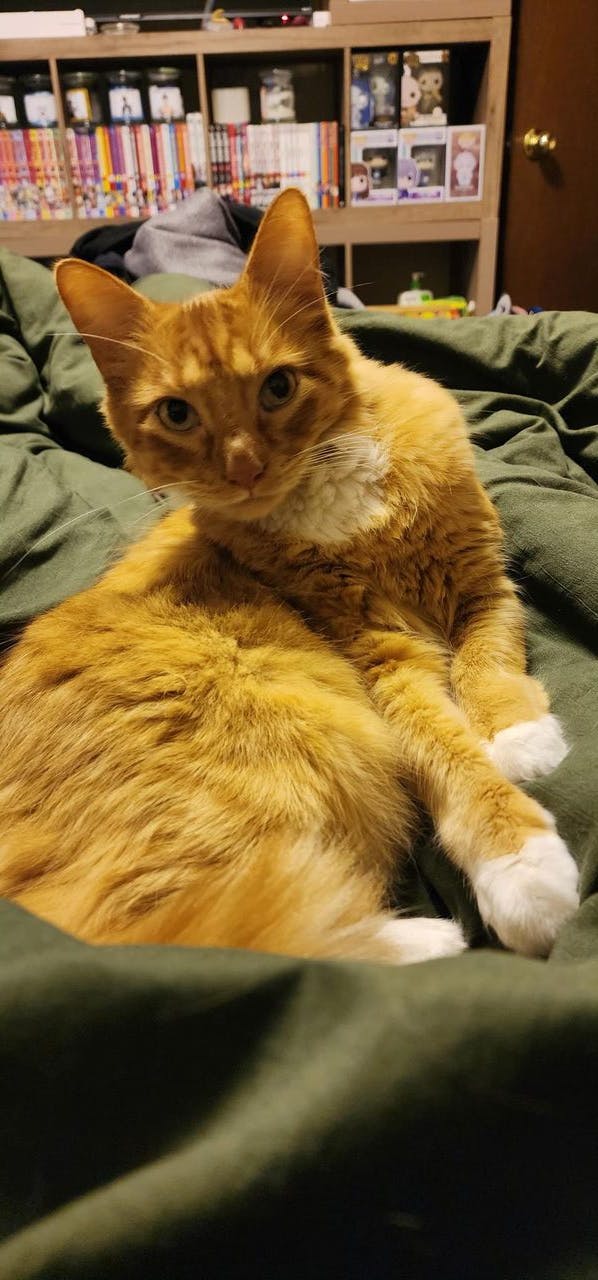 user avatar image for Catlord (erica)