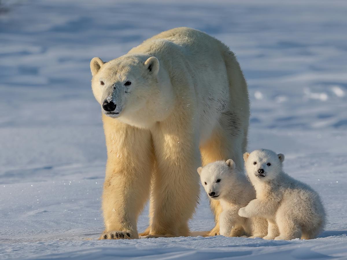 Polar Bear