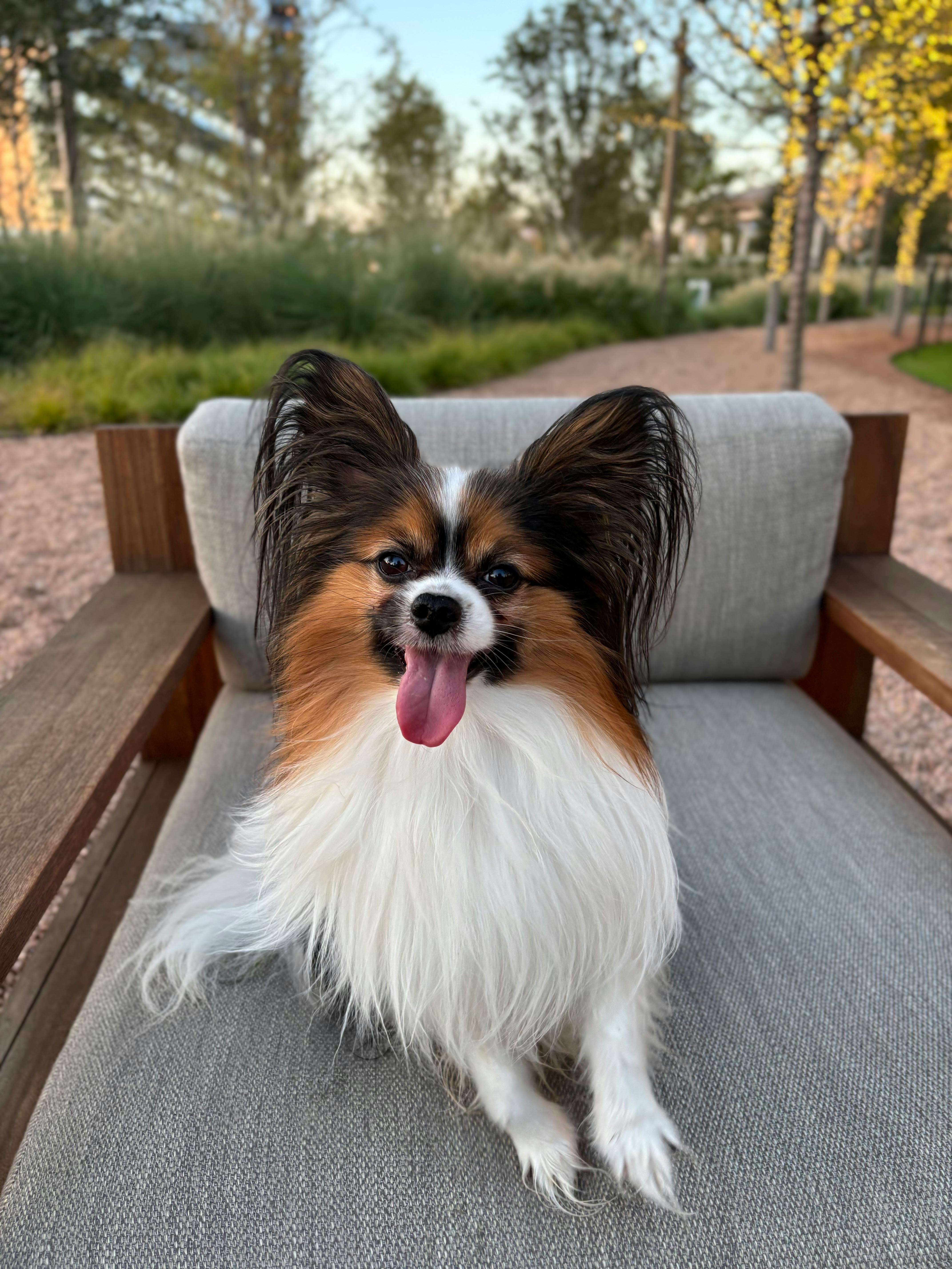 user avatar image for PapillonPaladin