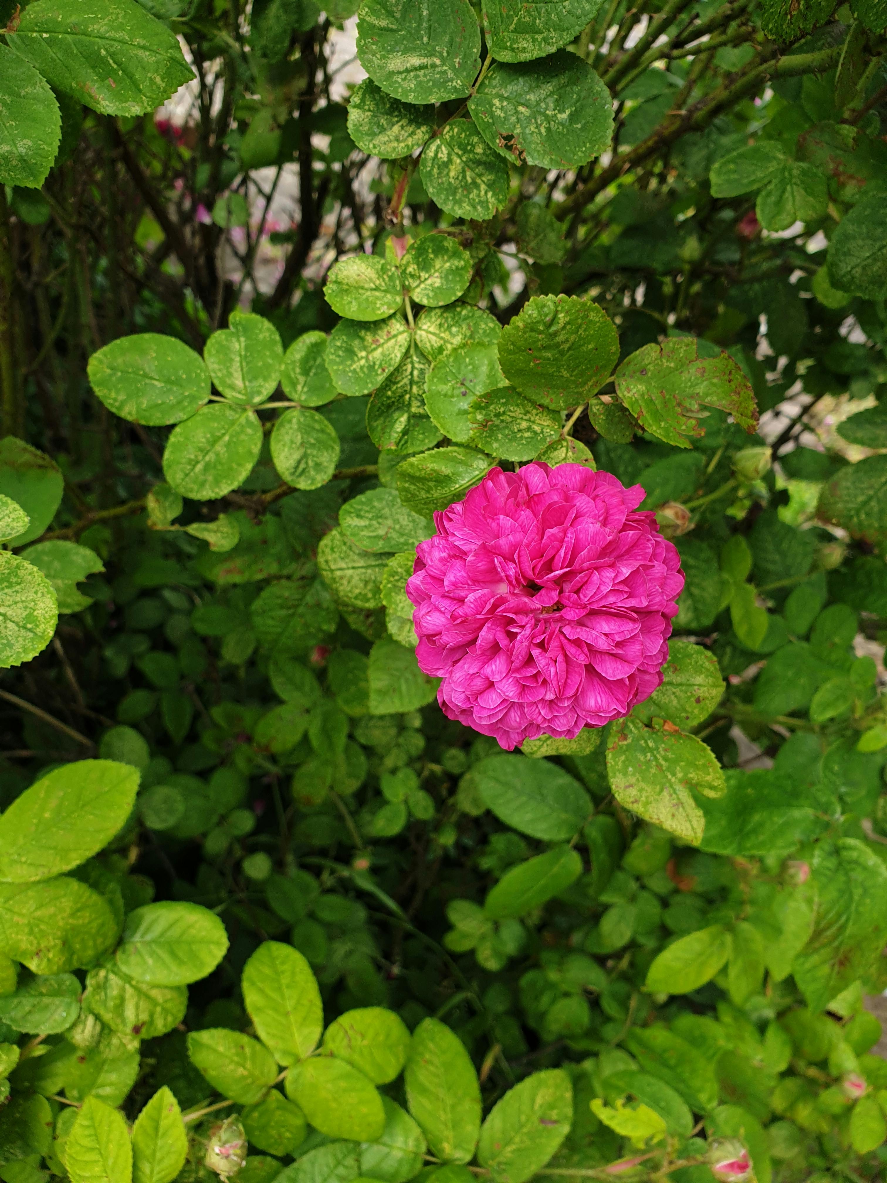 user avatar image for Plant