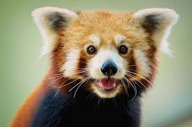 user avatar image for Redpanda115