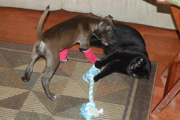 user avatar image for Baconbit37