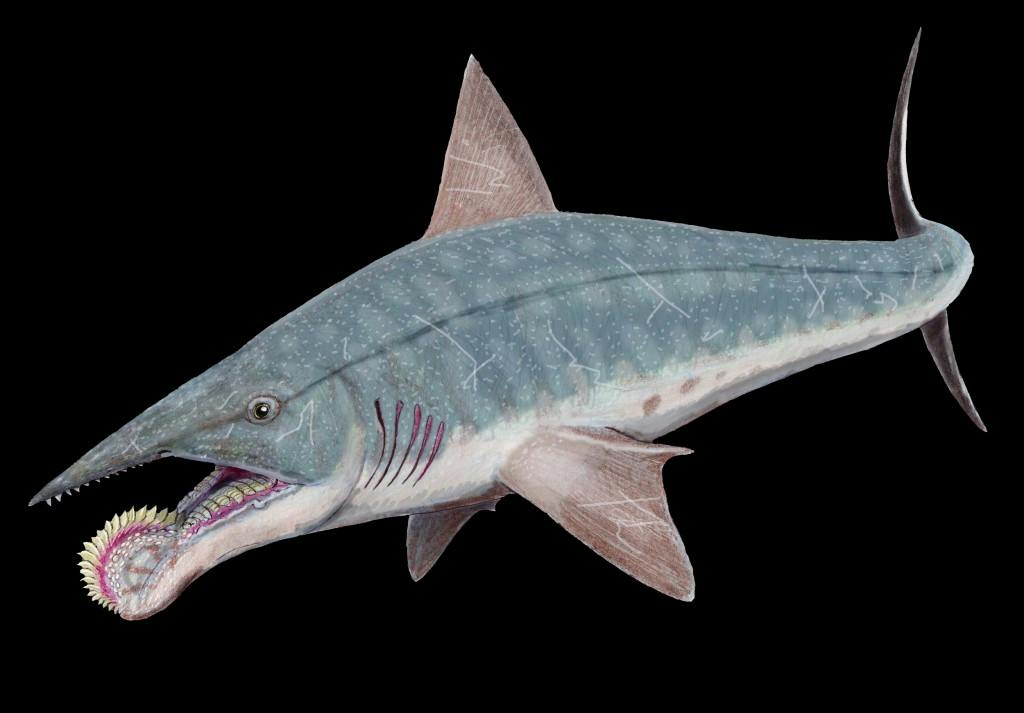 Helicoprion