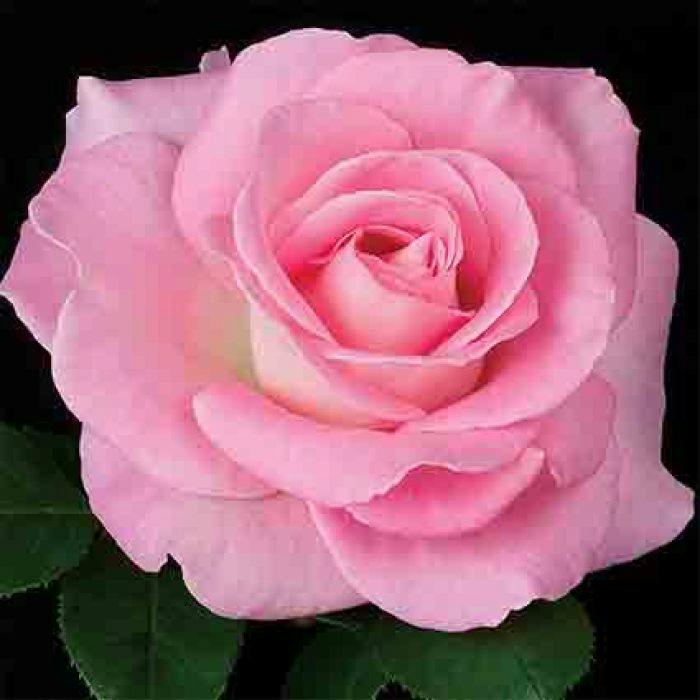 user avatar image for ScaryRose