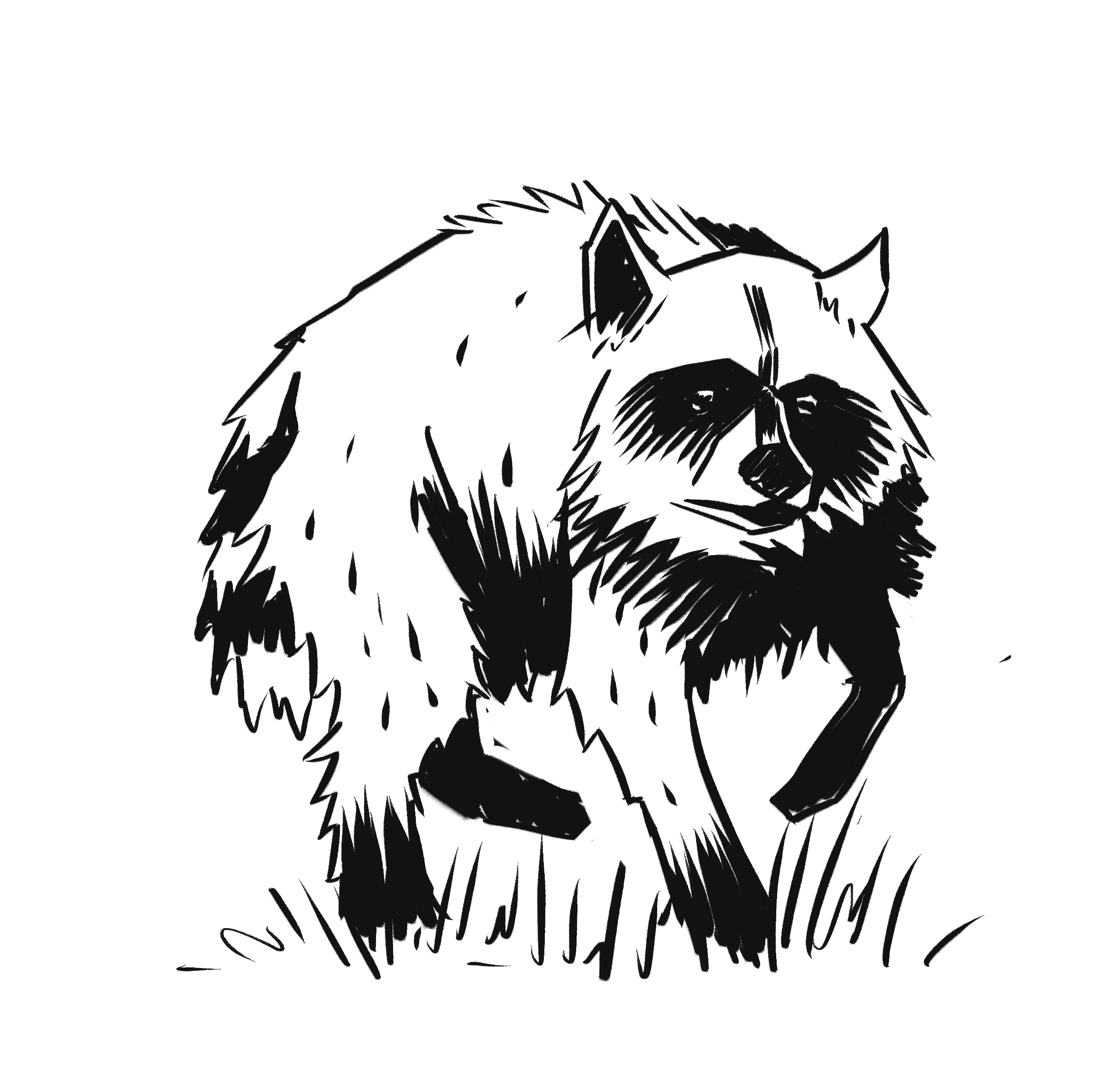 Jimothy the raccoon - remember to be kind to local wildlife!