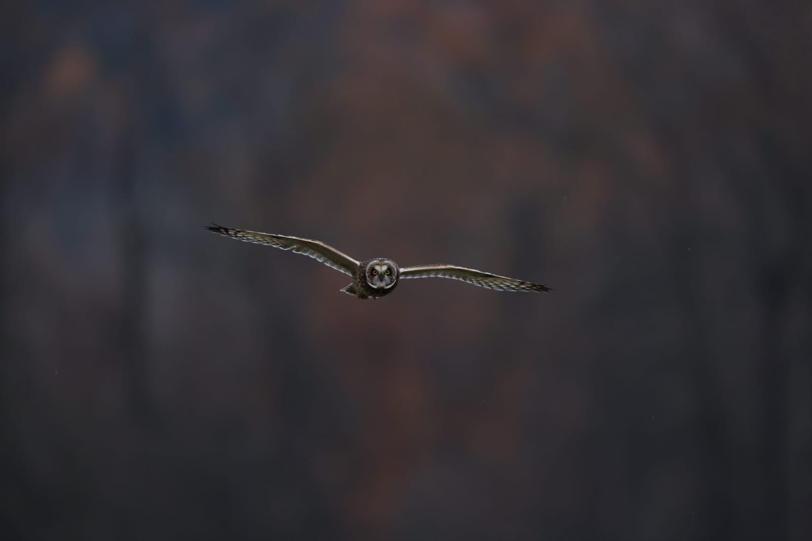 user avatar image for JP Smuff