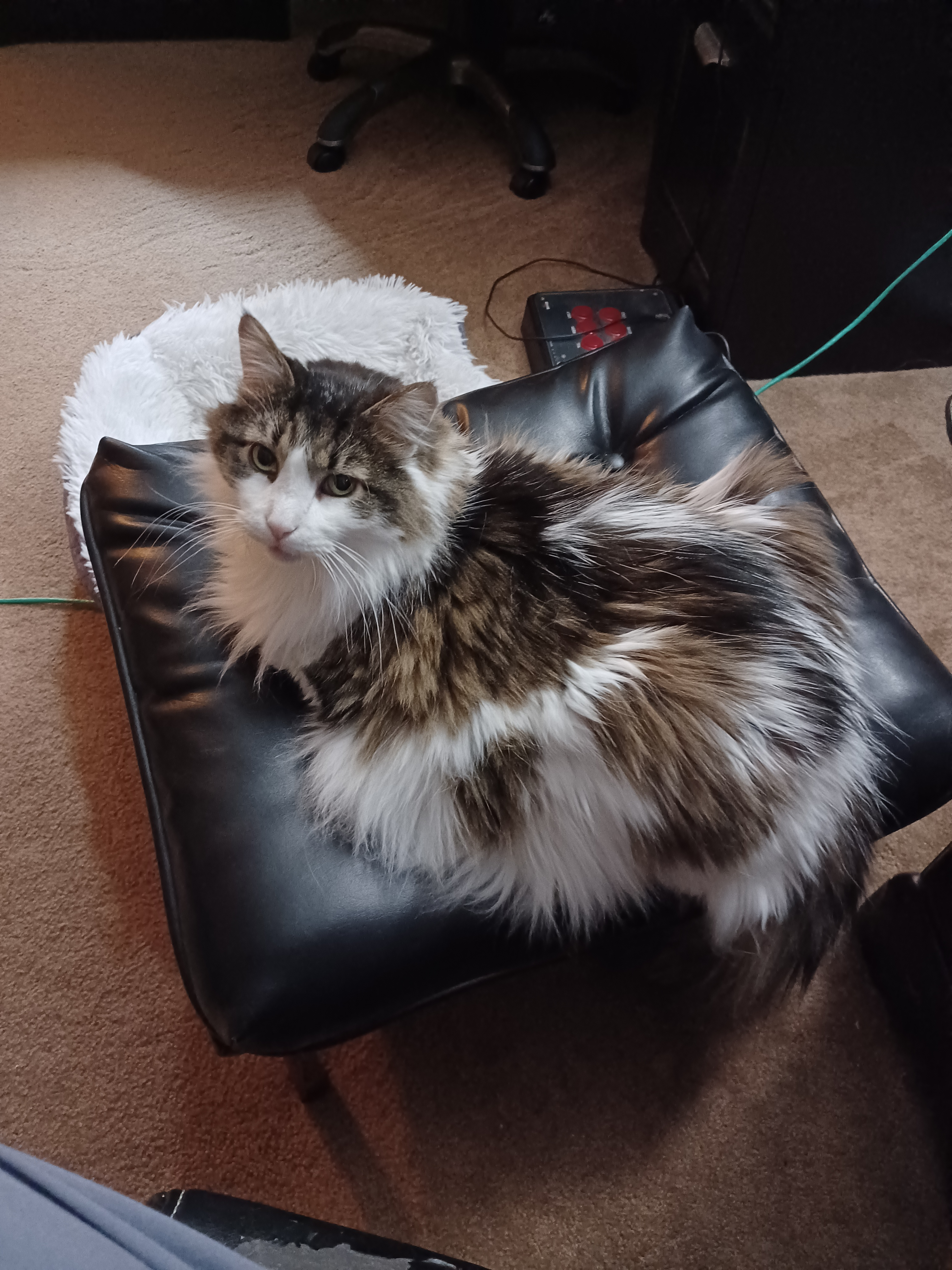 user avatar image for Gorf