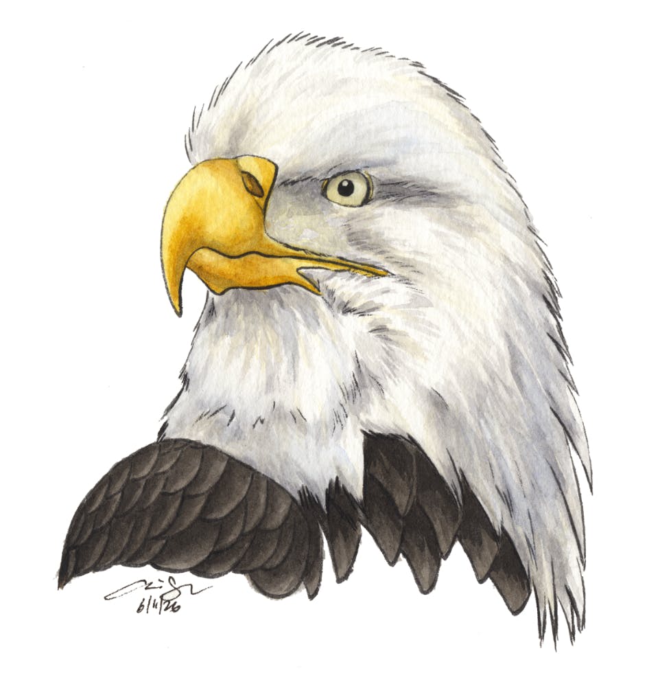 Bald Eagle