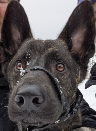 user avatar image for noseonarug17