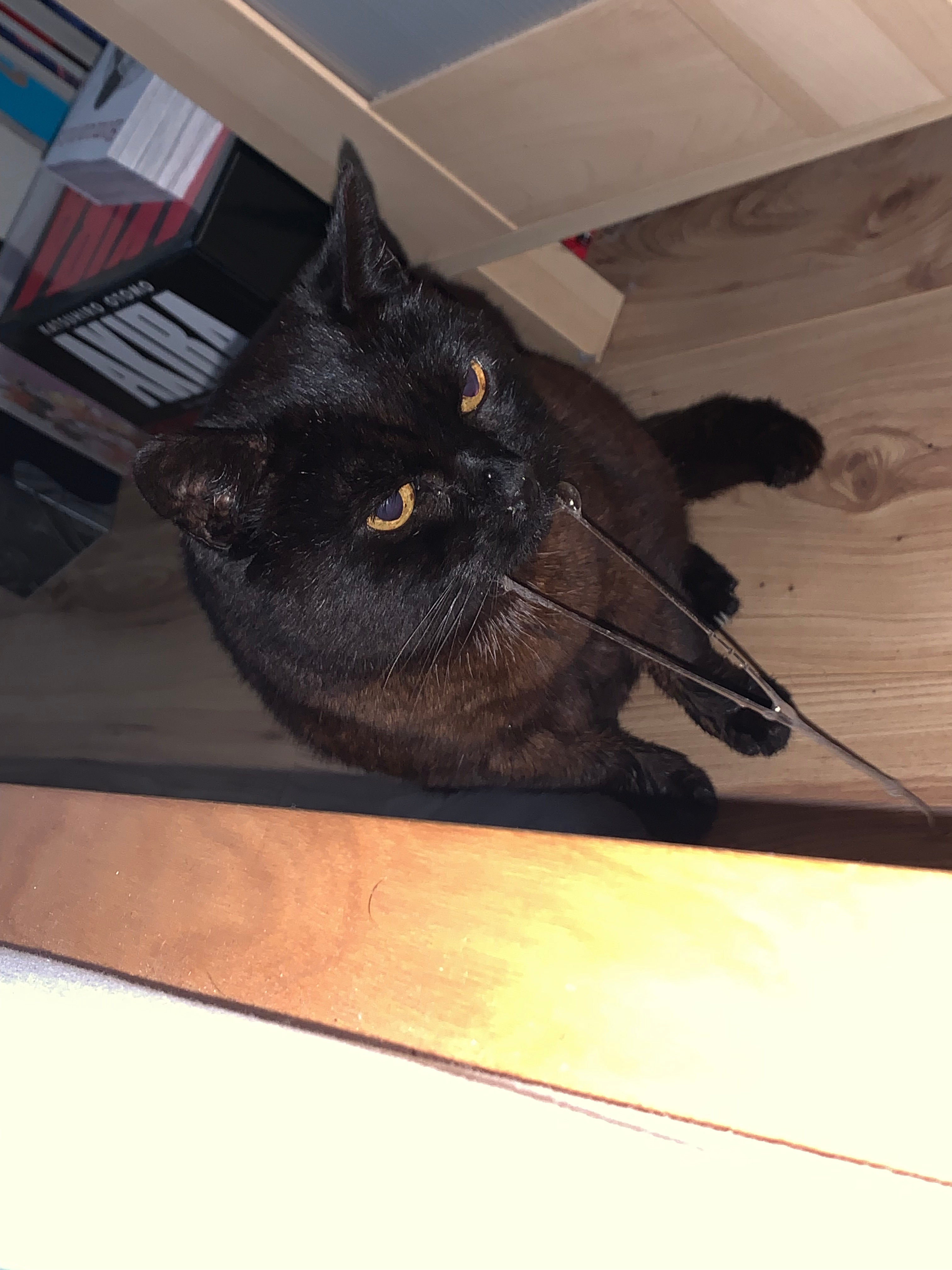 user avatar image for Kira