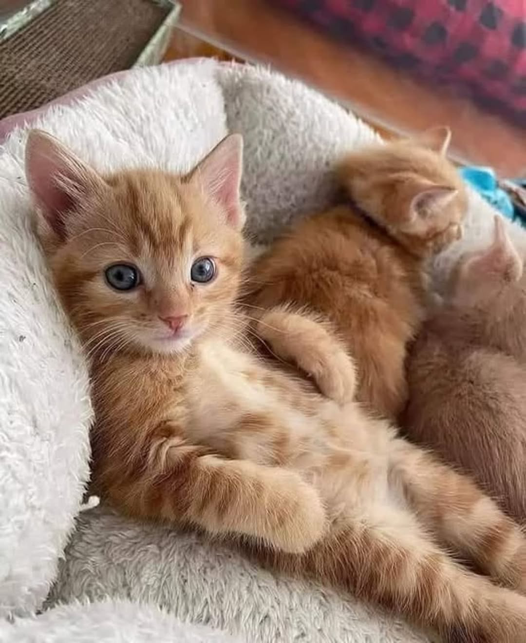 user avatar image for Robert Hays