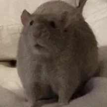 user avatar image for AviMavi