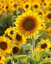 user avatar image for K Blake