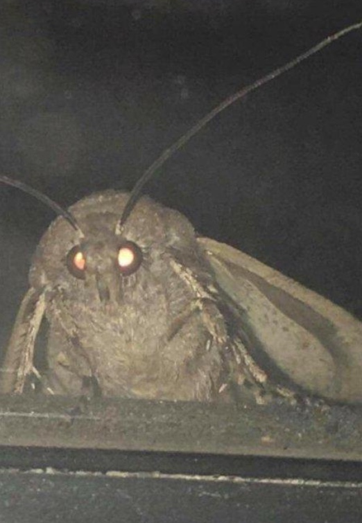 user avatar image for Mothman