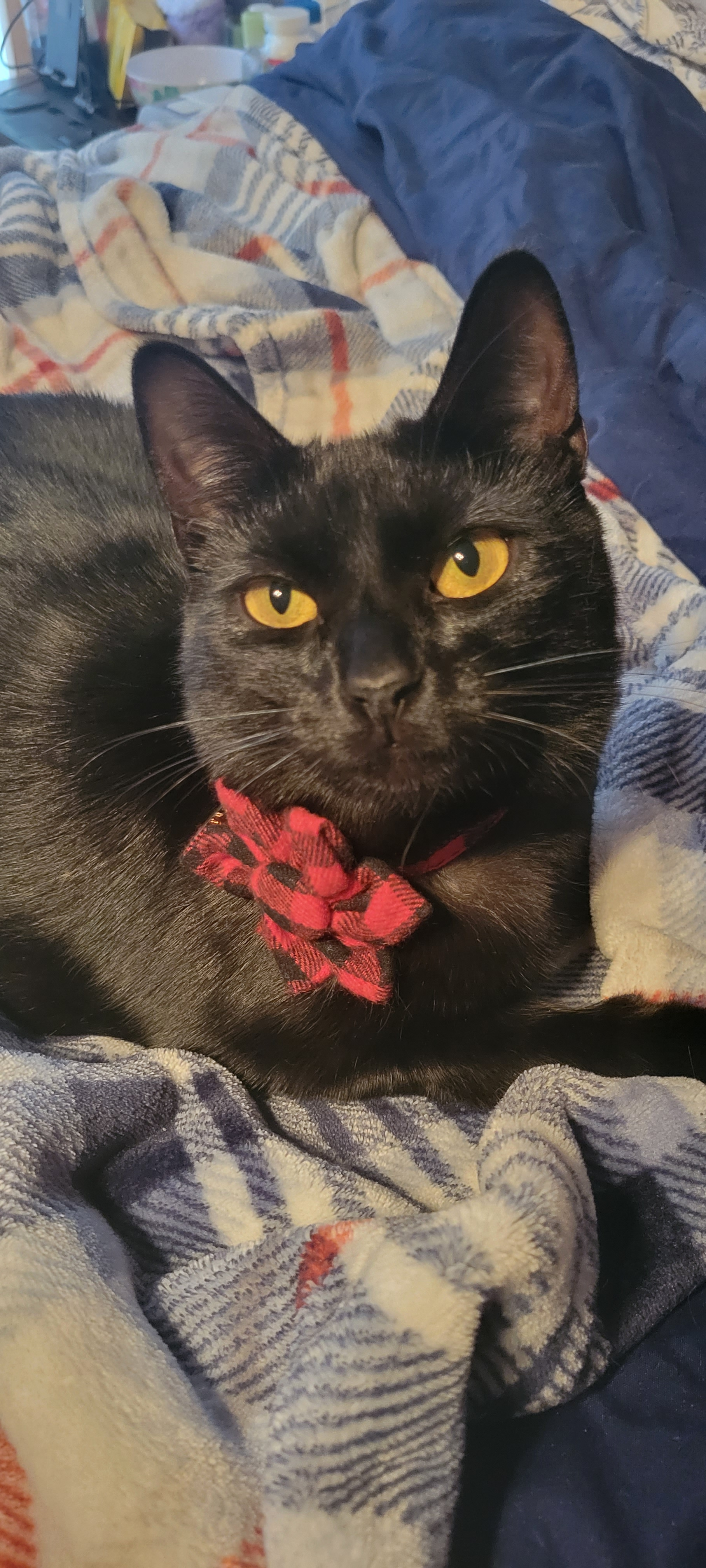 user avatar image for Obsidian Butterfly 