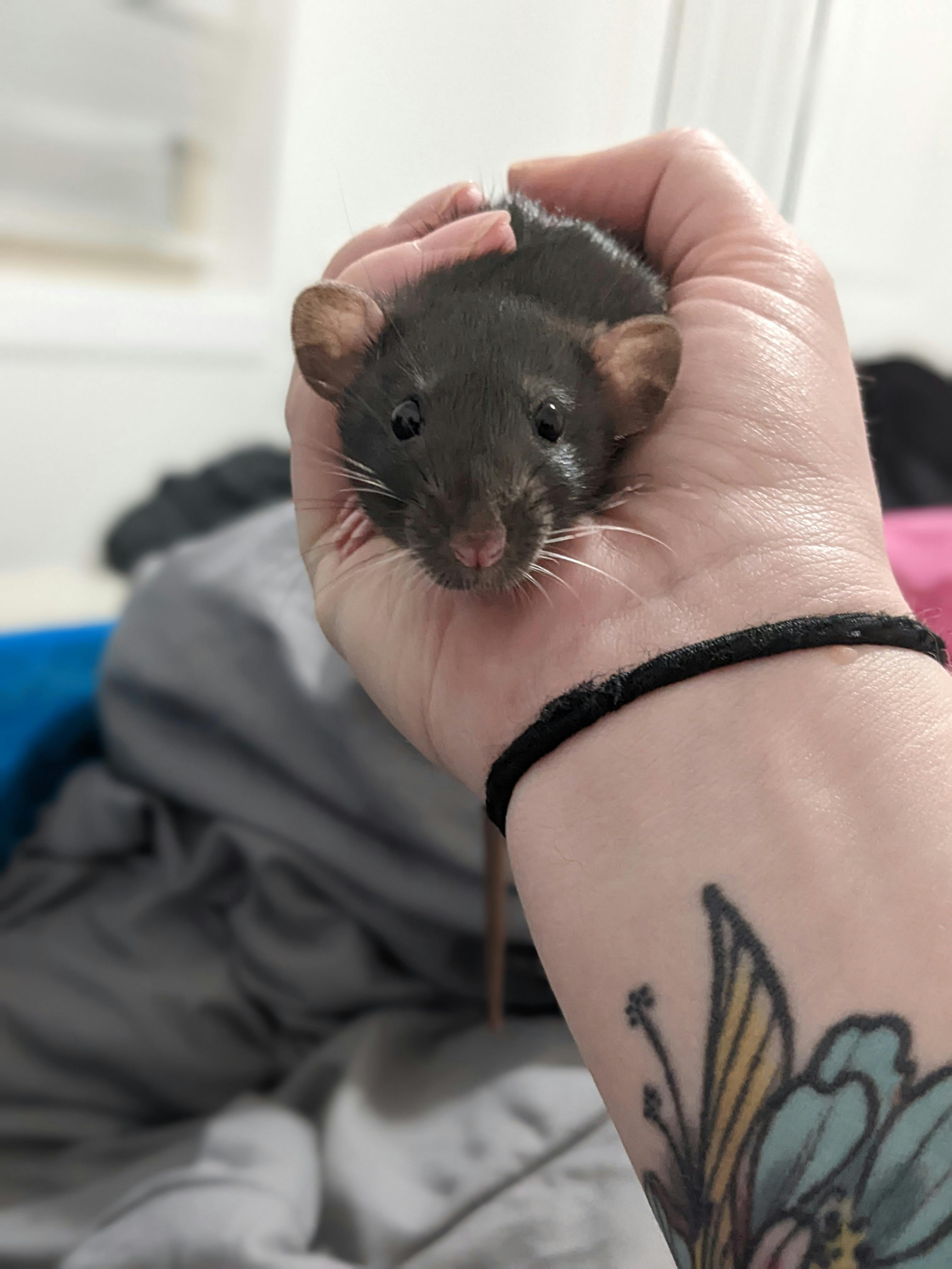 user avatar image for Tate