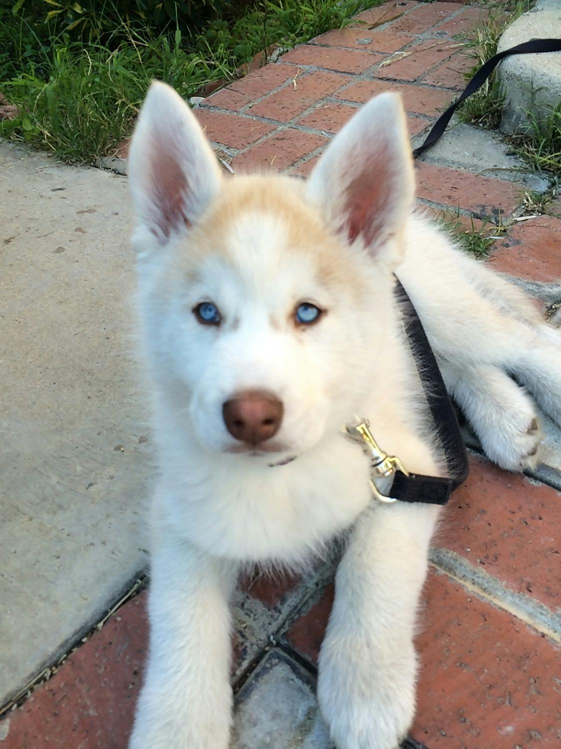 user avatar image for icy