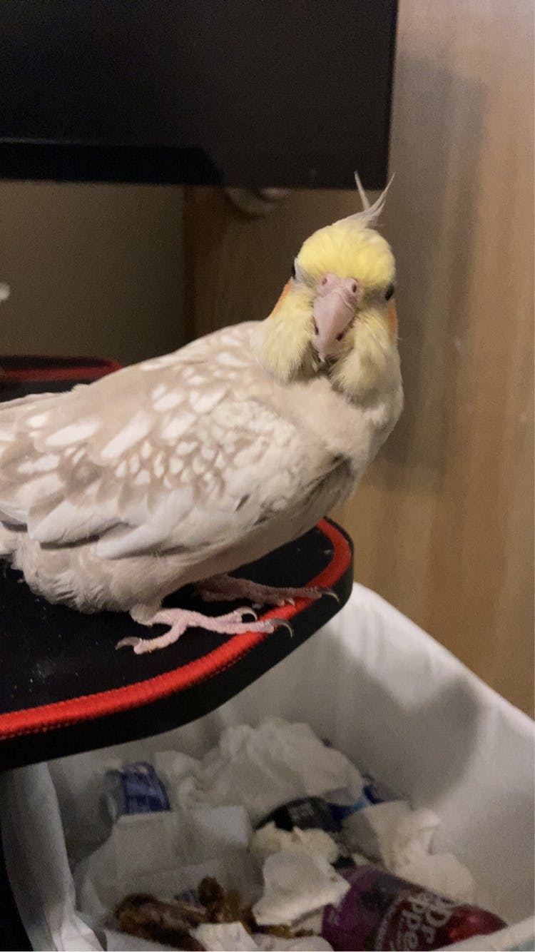 user avatar image for Alayna Tharp