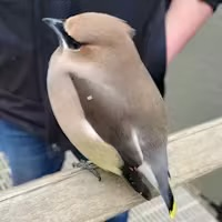 Cedar Waxwing
