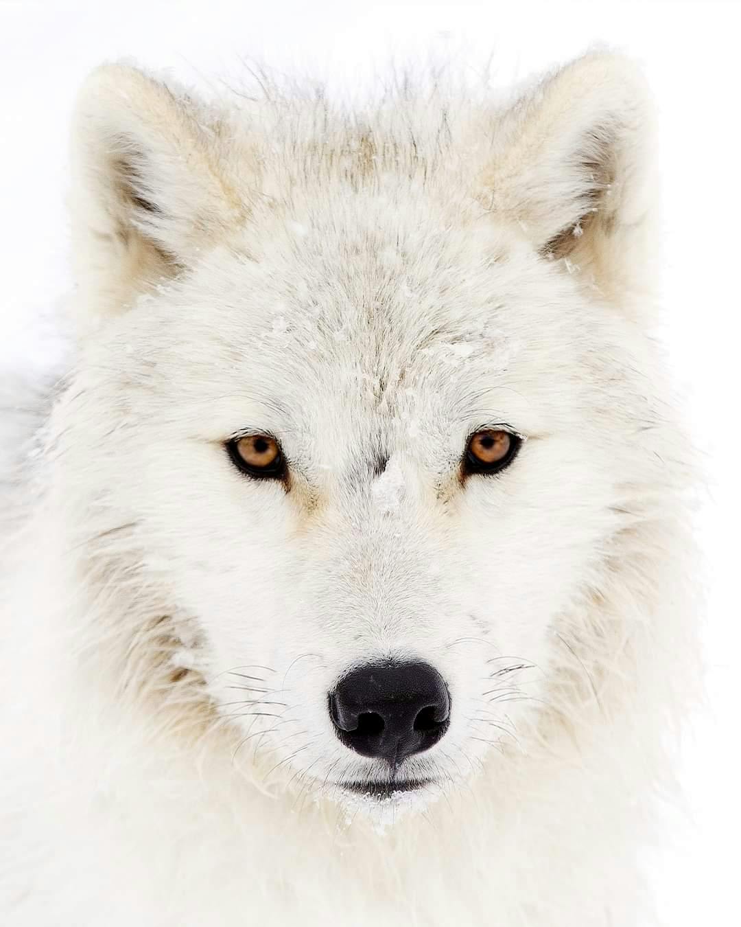 user avatar image for LonelyWolffe
