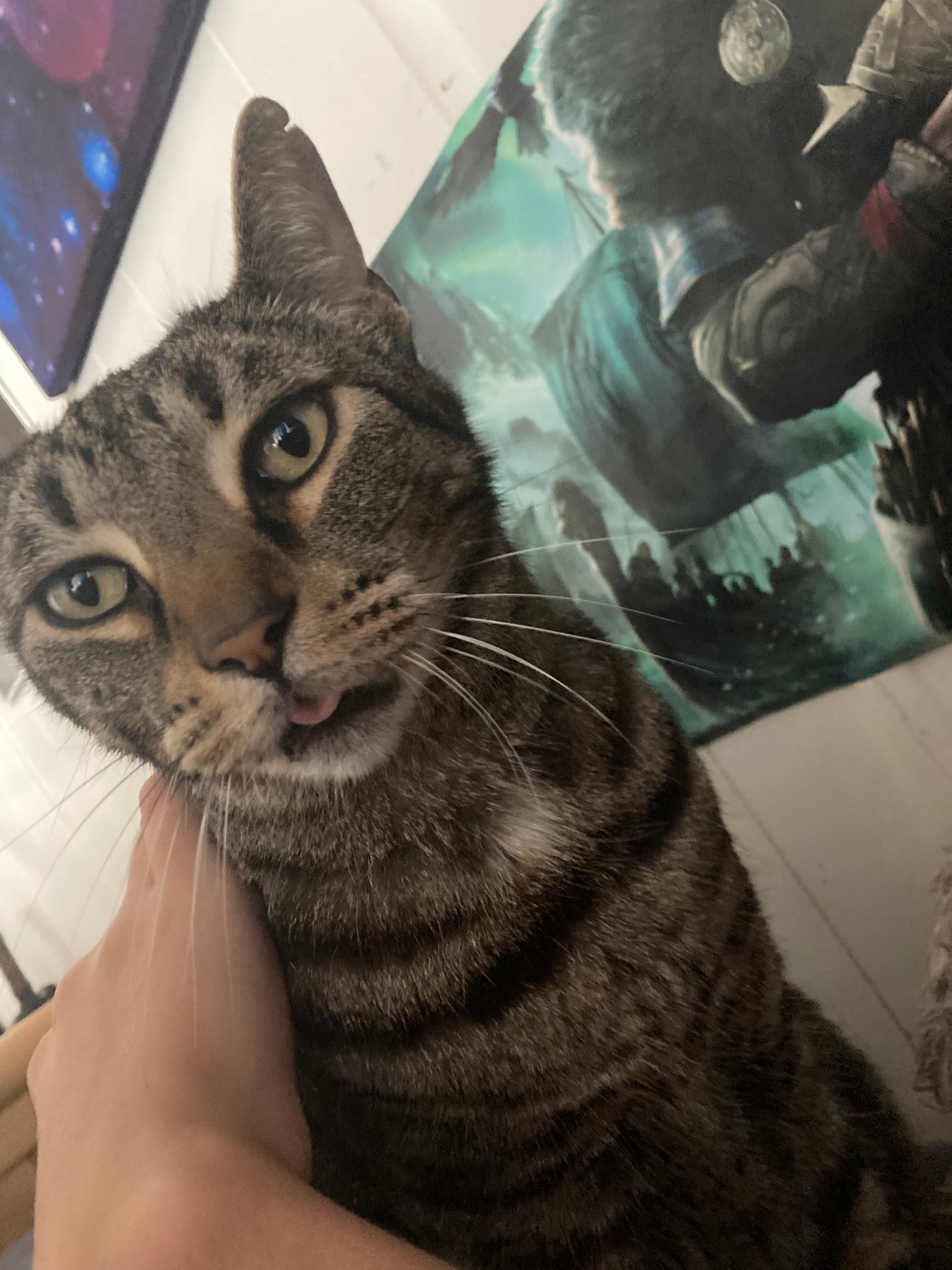 user avatar image for MuffinHatCat 