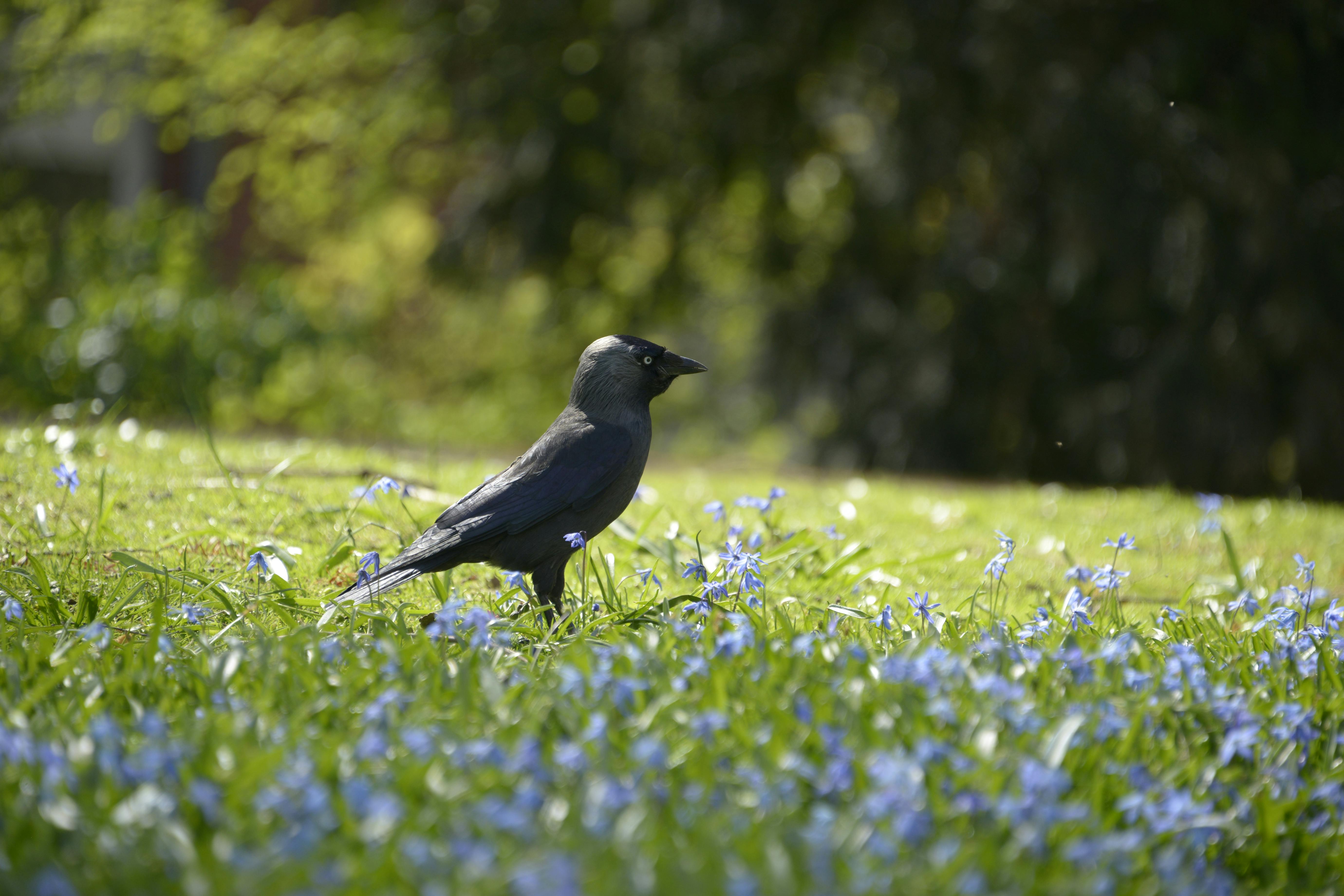 user avatar image for LocalJackdaw