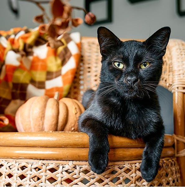 user avatar image for Cheshire