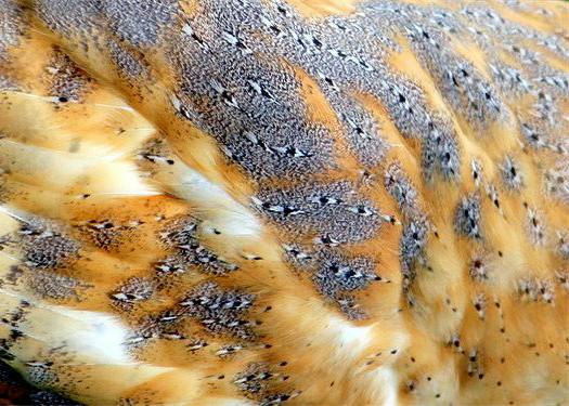 Barn Owl