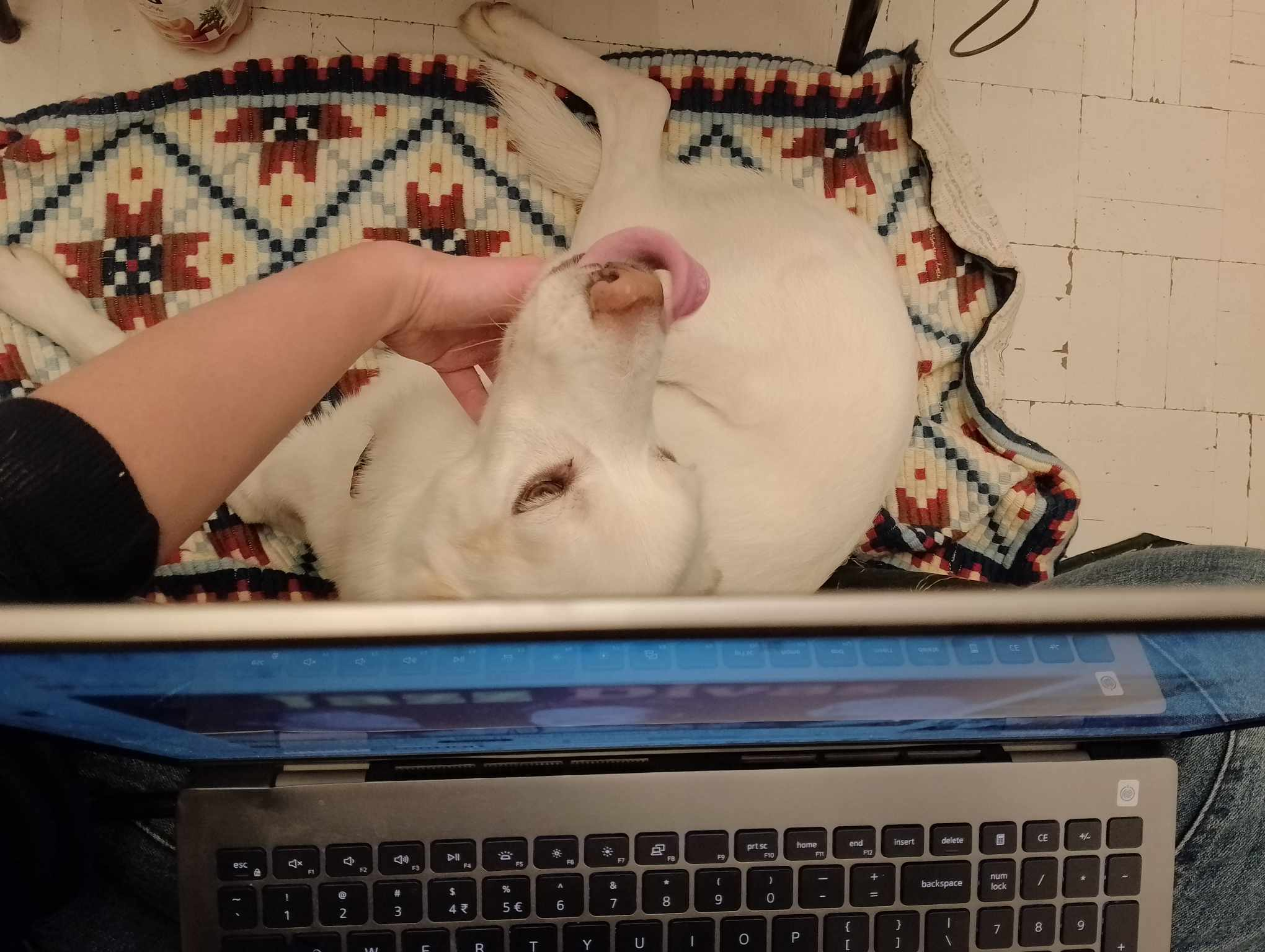 user avatar image for an-ko