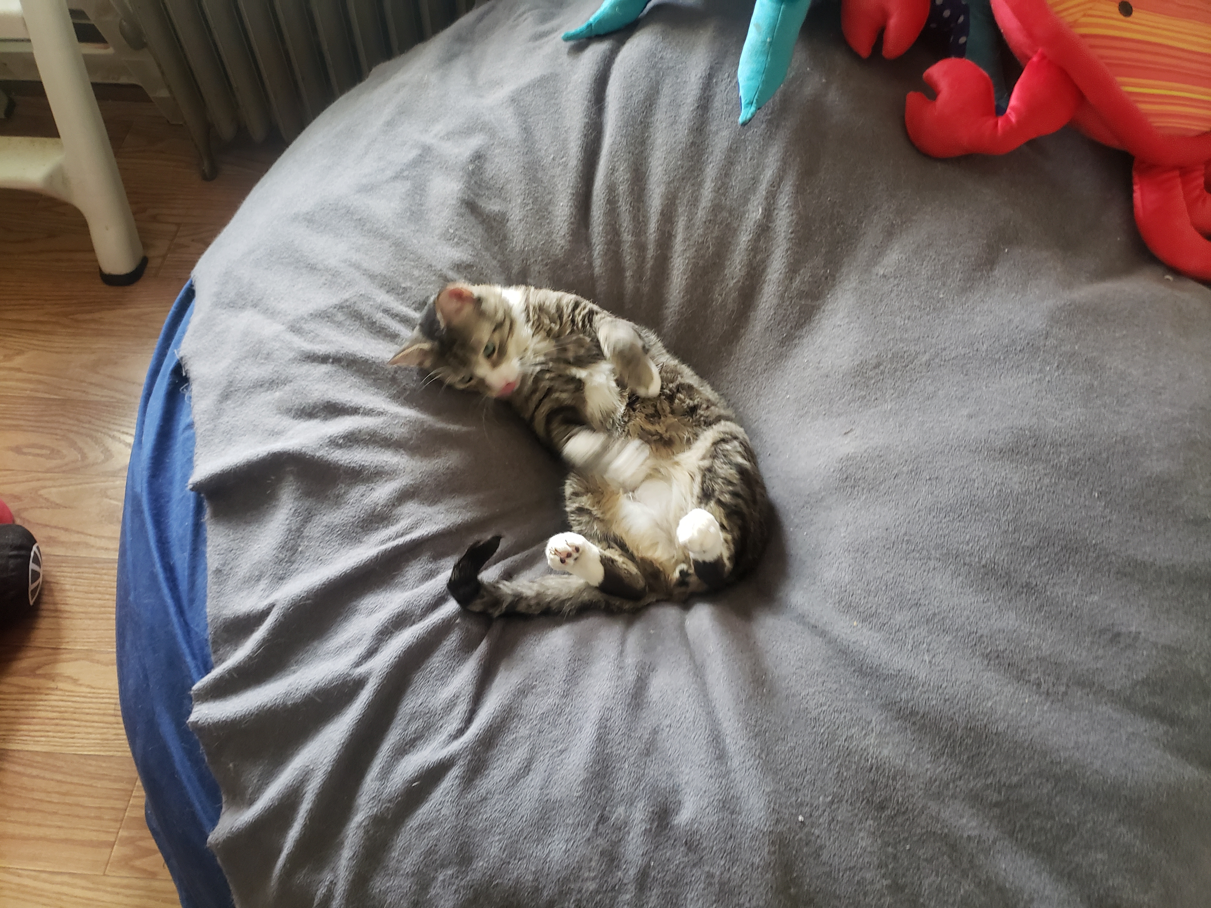 user avatar image for John Buccini 