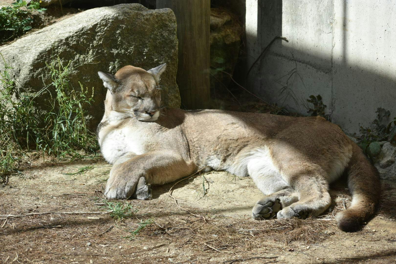 Cougar