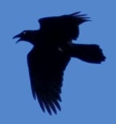 user avatar image for Nelchihaak