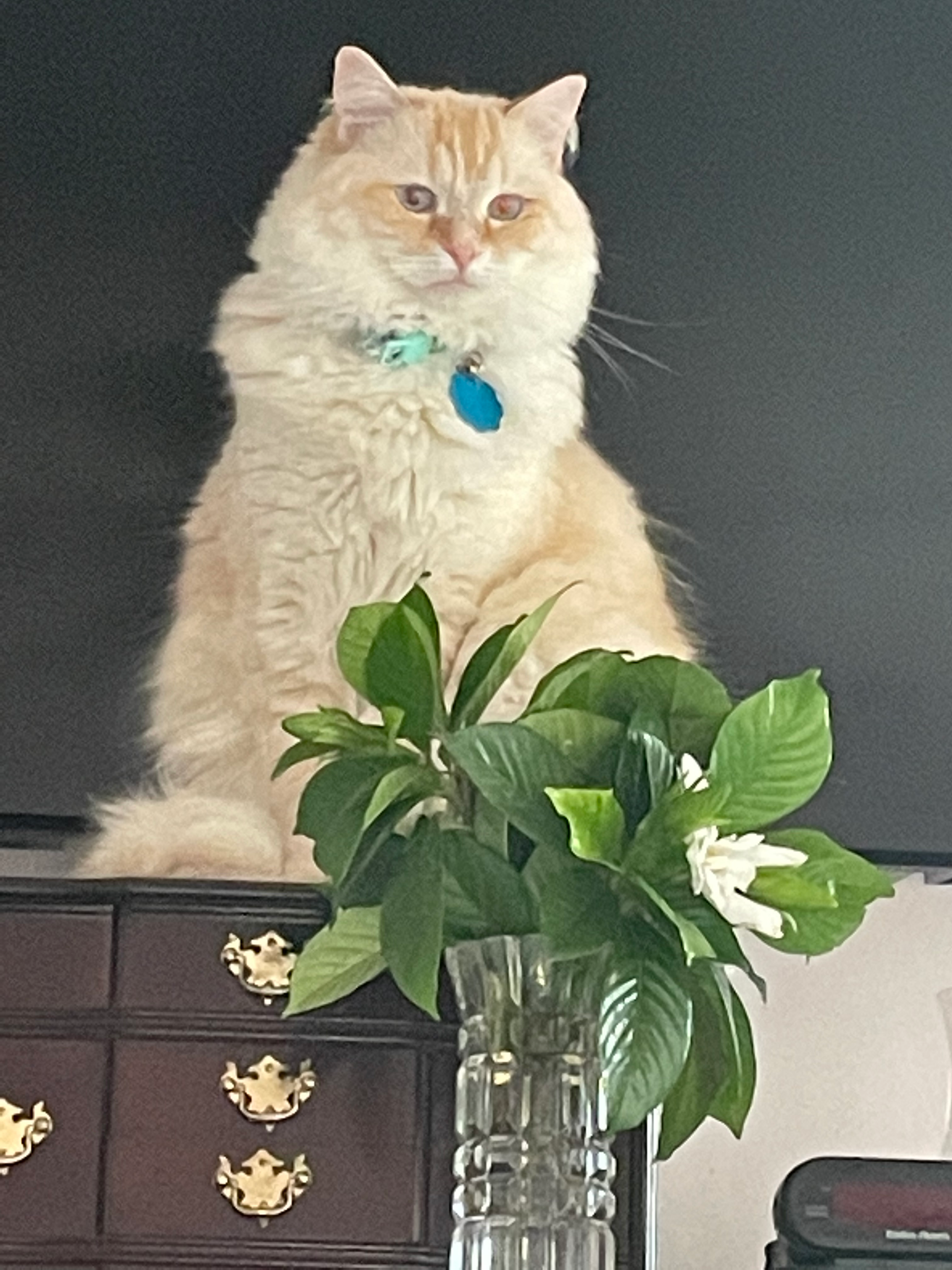 user avatar image for Frank  Puthuff