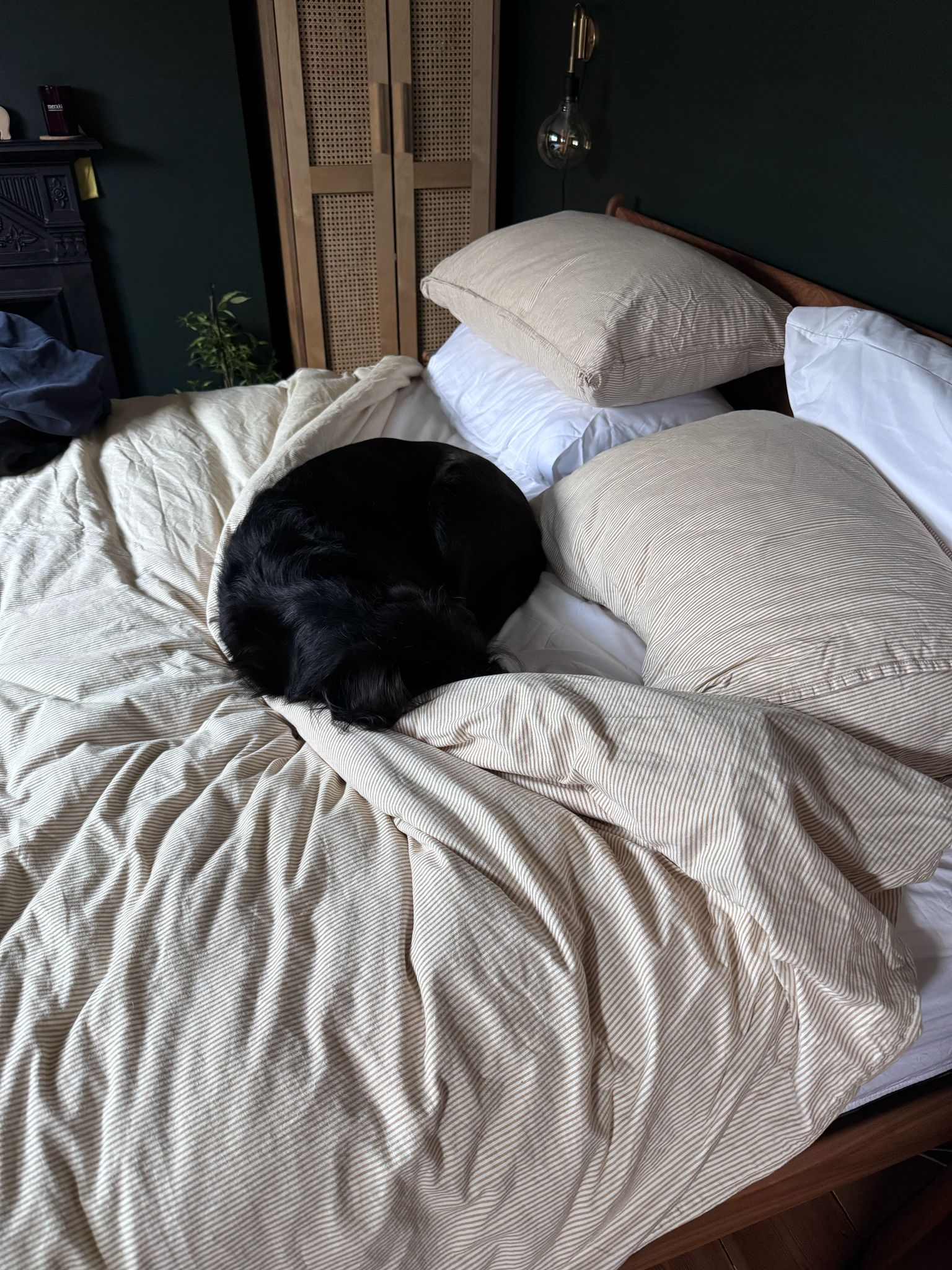 user avatar image for OZ