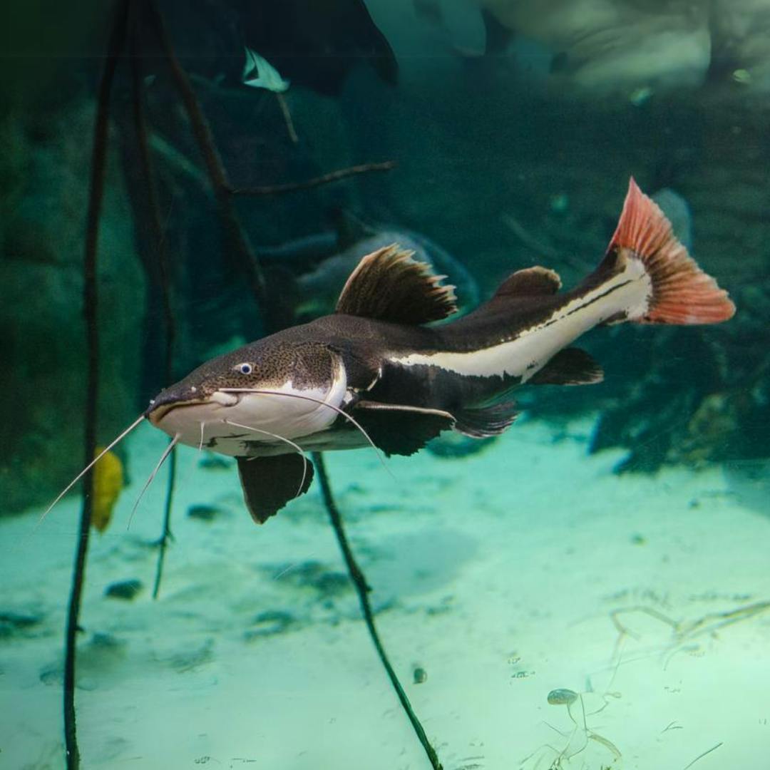 user avatar image for Redtail catfish lady