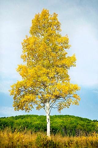 Aspen tree