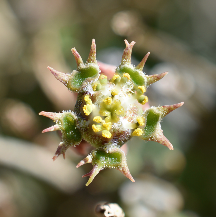 user avatar image for Pretty Odd Plants