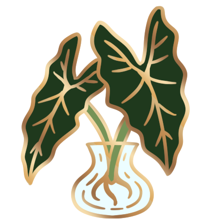 Alocasia