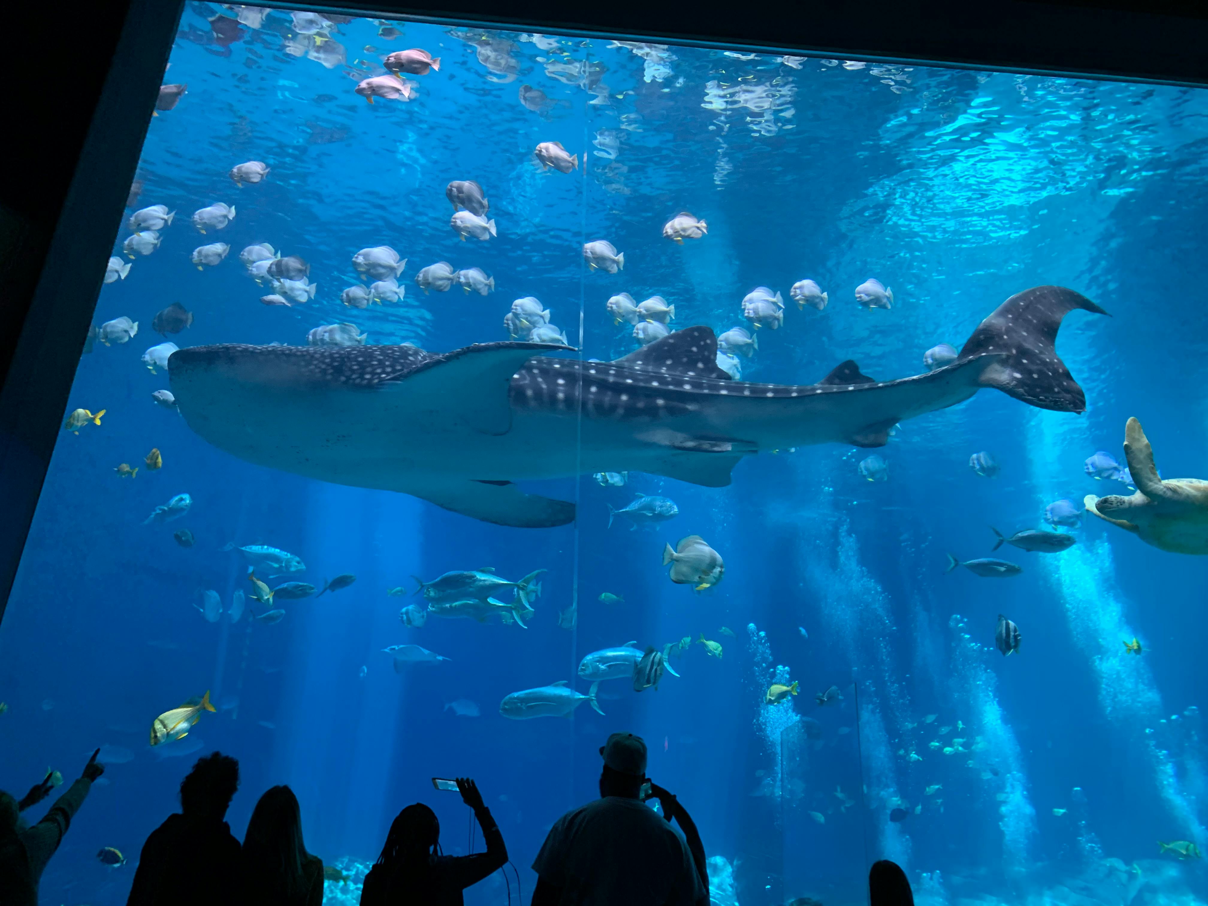 user avatar image for iWraith