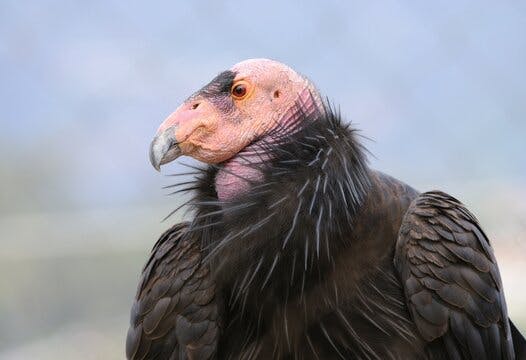 California Condor