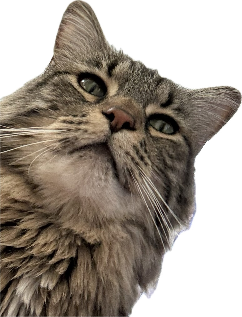 user avatar image for Matthew Lee