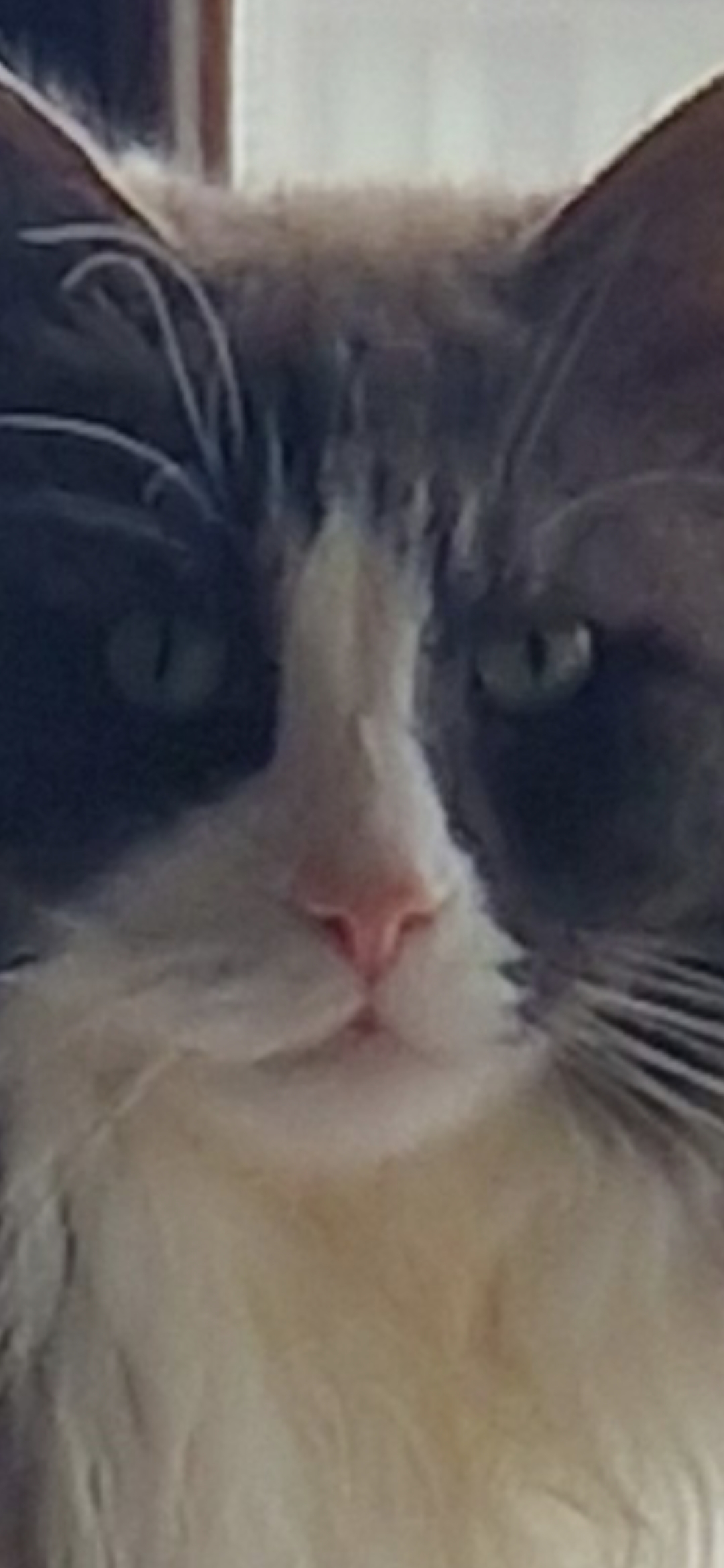 user avatar image for Instant_Rhiplay