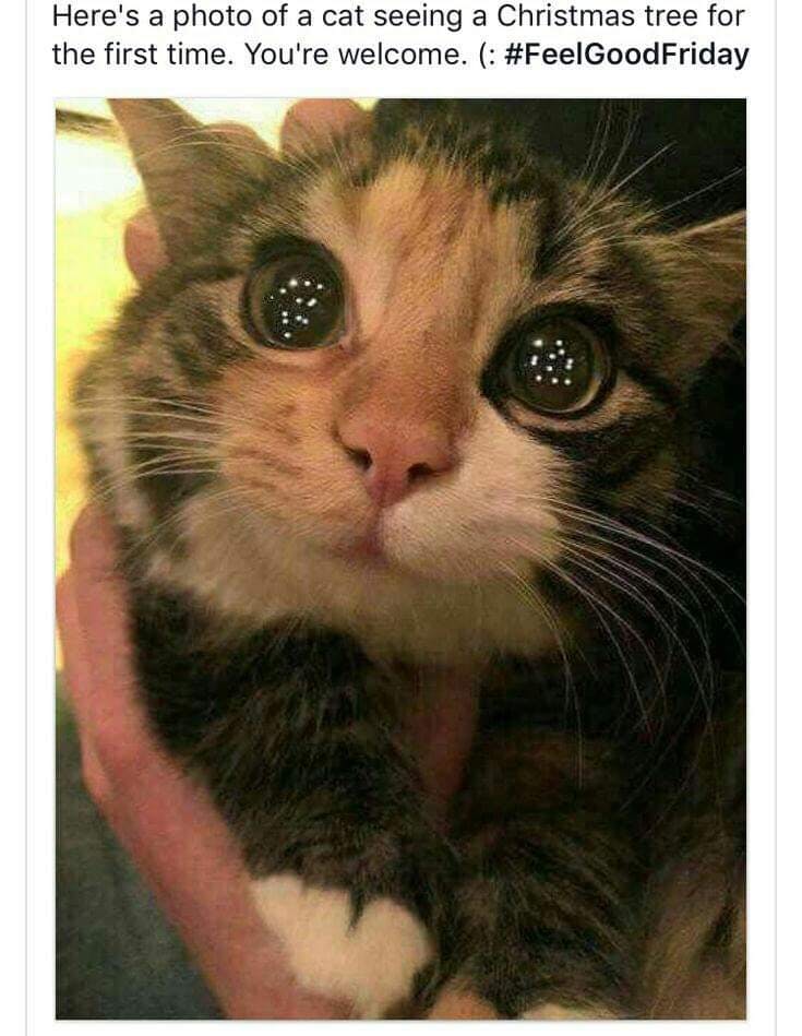 user avatar image for CatMann