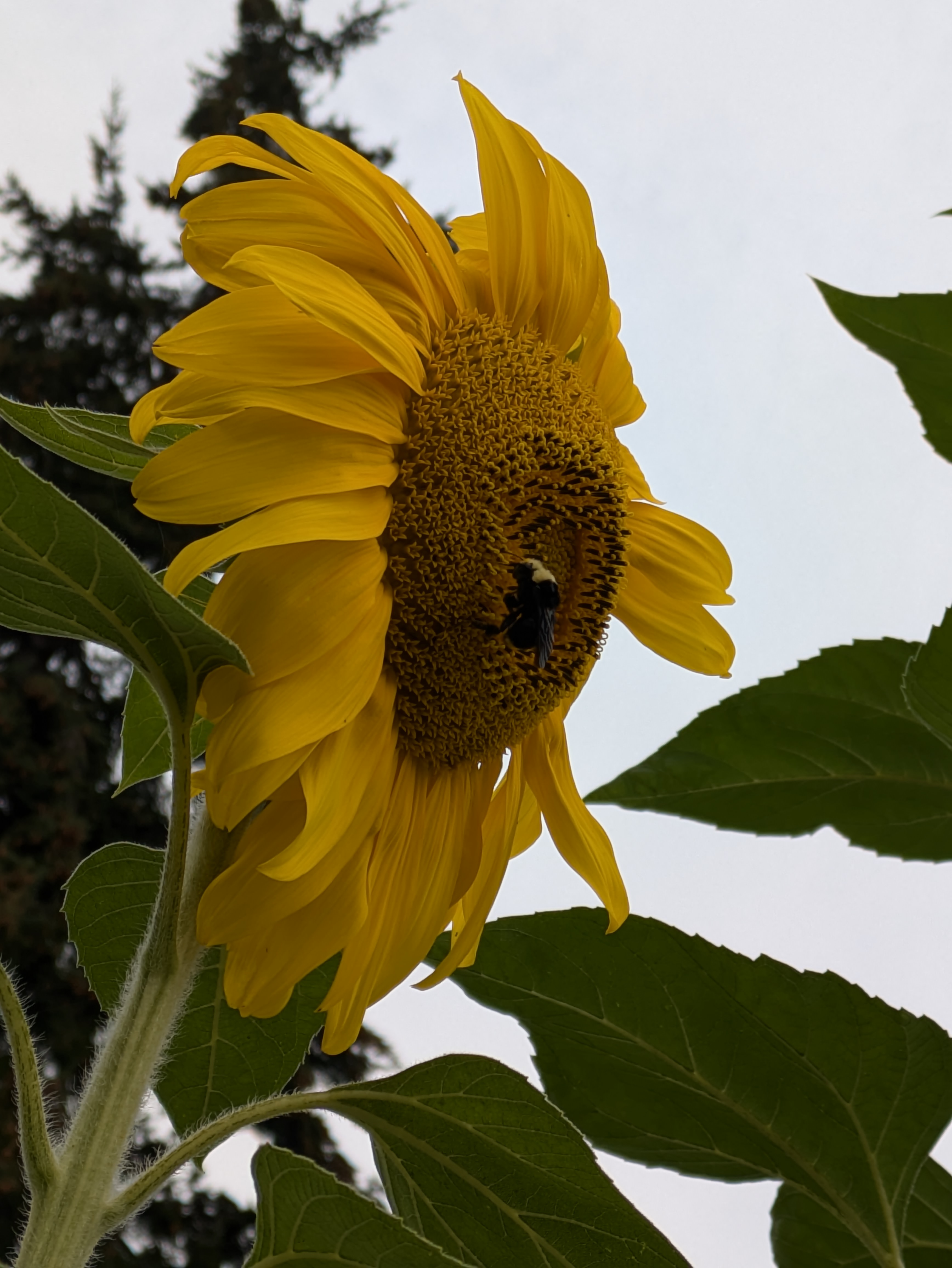 user avatar image for NiobiumNarwhal